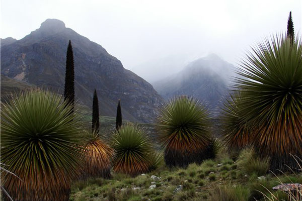 Puya-Raimondi
