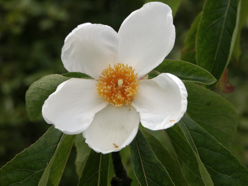 Franklinia