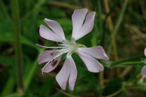 gibraltarskuj-lichnis