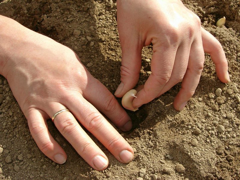 В какое время сажать чеснок на зиму 91