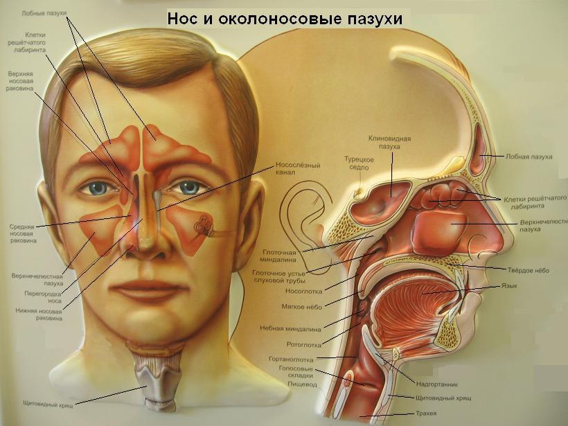 Как почистить пазухи носа в домашних условиях Как почистить пазухи носа в домашних условиях