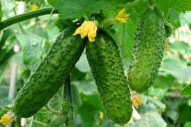 Почему горчат огурцы с грядки, основные причины?