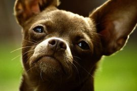 10 вещей о чихуахуа, которых Вы не знали