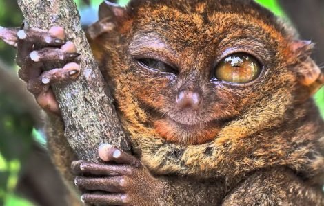 10 самых ненормальных животных в мире