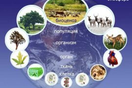 Что такое биосистема: определение и виды
