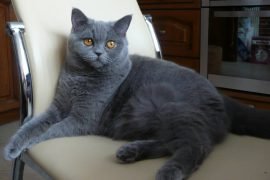 Самые большие кошки