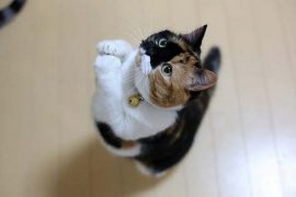 Рейтинг влажных кормов для кошек