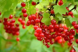 Уход за плодоносящими кустарниками в саду