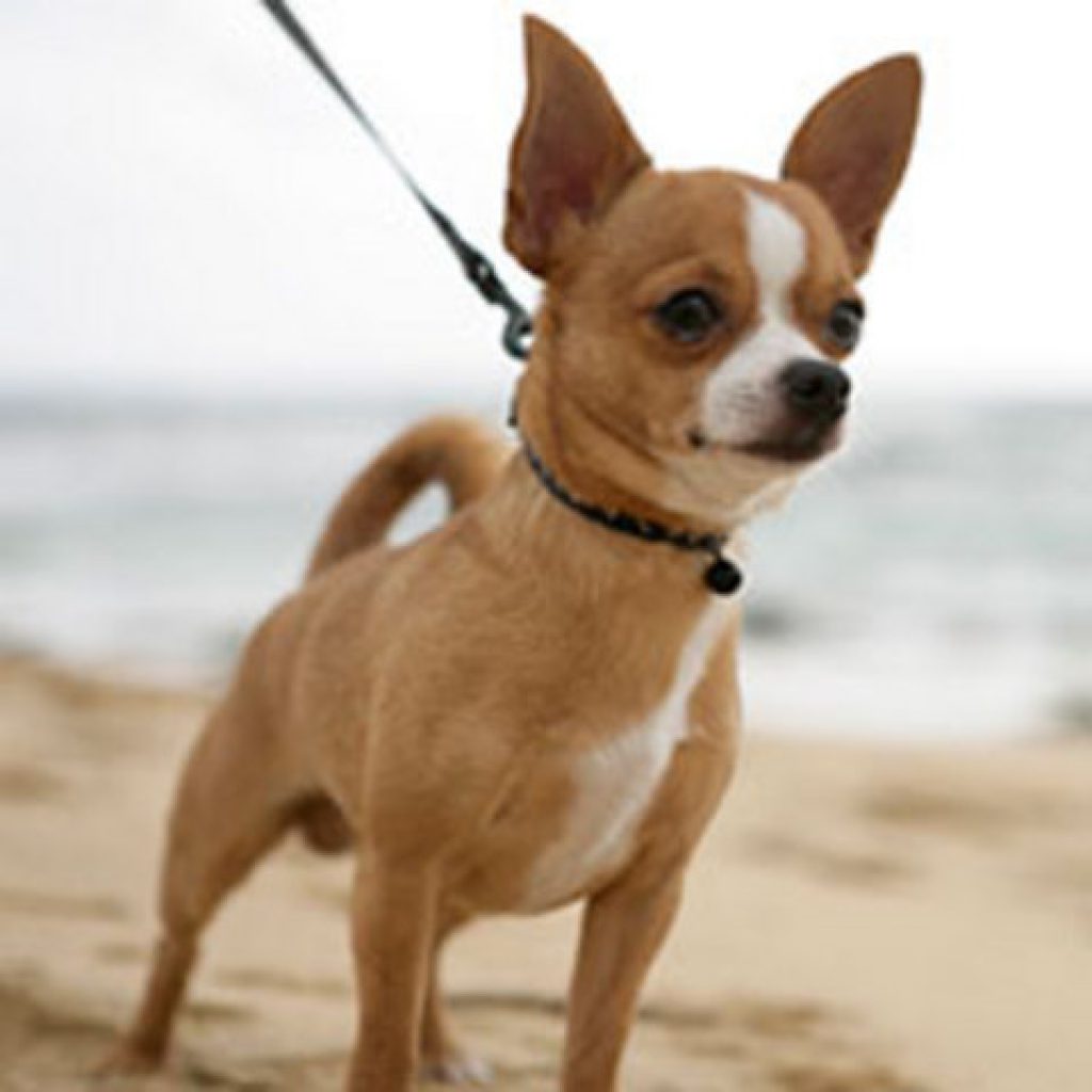 Мелкие породы собак до 5 кг. Порода собак чихуахуа. Мексиканский чихуахуа гладкошерстный. Порода собак чихуа чихуа. Песочный чихуахуа.
