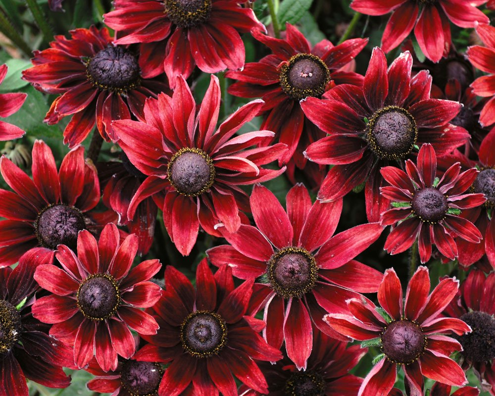 Ромашка красная многолетняя фото цветов