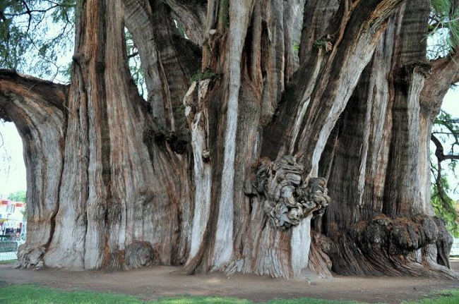 какое самое толстое дерево в мире. Смотреть фото какое самое толстое дерево в мире. Смотреть картинку какое самое толстое дерево в мире. Картинка про какое самое толстое дерево в мире. Фото какое самое толстое дерево в мире какое самое толстое дерево в мире. Смотреть фото какое самое толстое дерево в мире. Смотреть картинку какое самое толстое дерево в мире. Картинка про какое самое толстое дерево в мире. Фото какое самое толстое дерево в мире