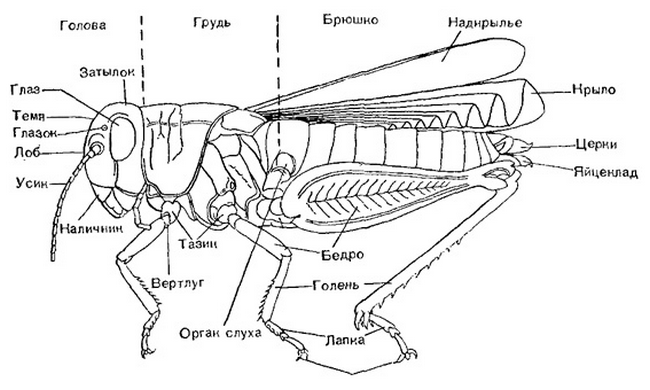 какая самая многочисленная группа живых организмов на земле. Смотреть фото какая самая многочисленная группа живых организмов на земле. Смотреть картинку какая самая многочисленная группа живых организмов на земле. Картинка про какая самая многочисленная группа живых организмов на земле. Фото какая самая многочисленная группа живых организмов на земле