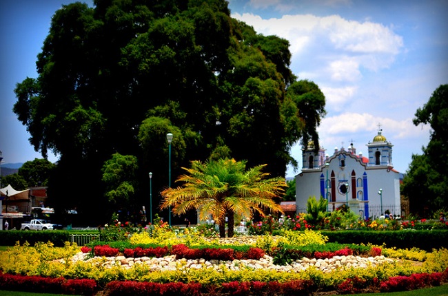 какое самое толстое дерево в мире. Смотреть фото какое самое толстое дерево в мире. Смотреть картинку какое самое толстое дерево в мире. Картинка про какое самое толстое дерево в мире. Фото какое самое толстое дерево в мире какое самое толстое дерево в мире. Смотреть фото какое самое толстое дерево в мире. Смотреть картинку какое самое толстое дерево в мире. Картинка про какое самое толстое дерево в мире. Фото какое самое толстое дерево в мире