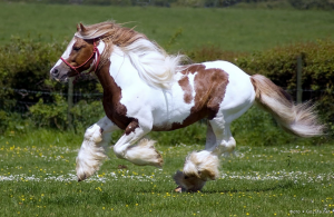 Картинки самая большая лошадь в мире