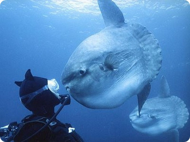 самая большая костная рыба в мире. Смотреть фото самая большая костная рыба в мире. Смотреть картинку самая большая костная рыба в мире. Картинка про самая большая костная рыба в мире. Фото самая большая костная рыба в мире самая большая костная рыба в мире. Смотреть фото самая большая костная рыба в мире. Смотреть картинку самая большая костная рыба в мире. Картинка про самая большая костная рыба в мире. Фото самая большая костная рыба в мире