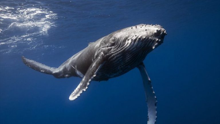Самый большой кит в мире картинки