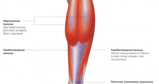 Самой объемной и сильной мышцей во всем теле человека является мышца ноги thumbnail