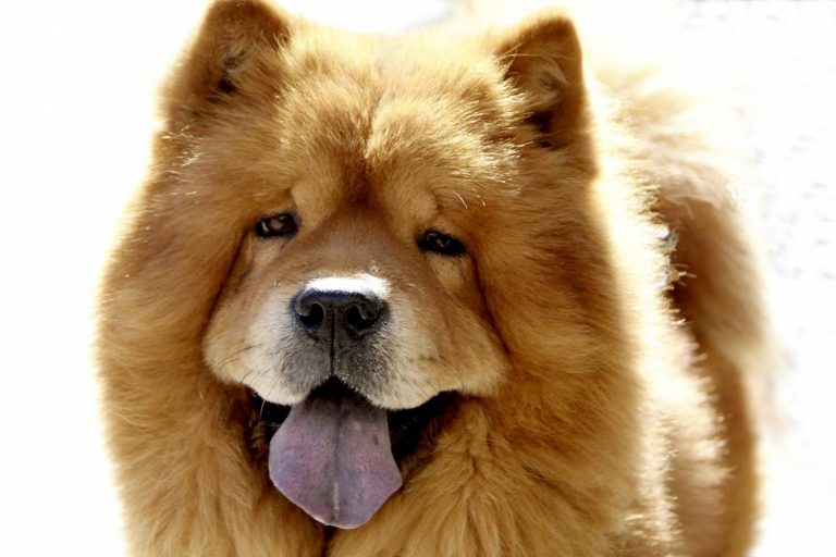 Самые красивые собаки в мире фото и породы