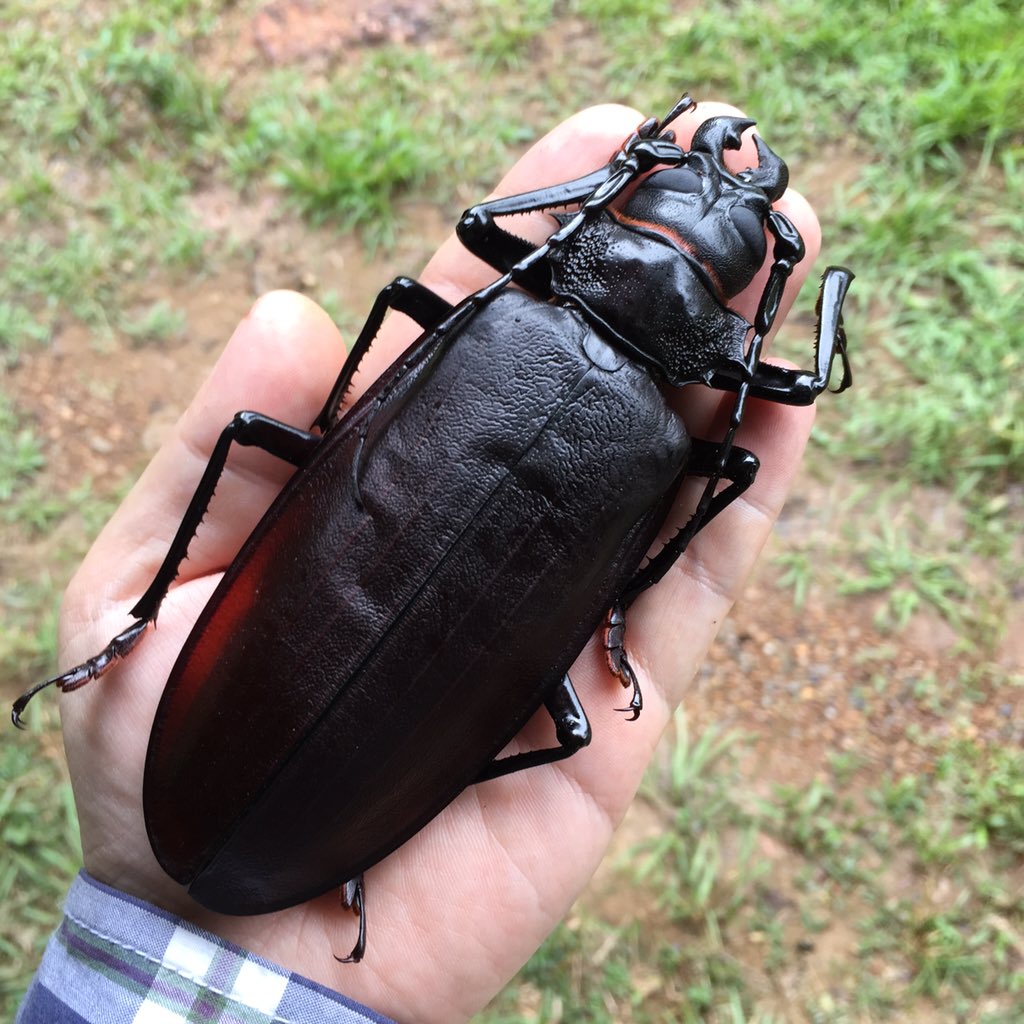 Самый большой жук в мире фото