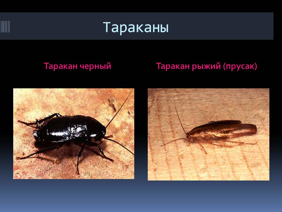 Тараканы названия и картинки