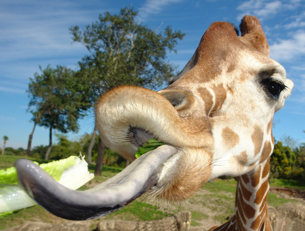 Жираф с длинным языком