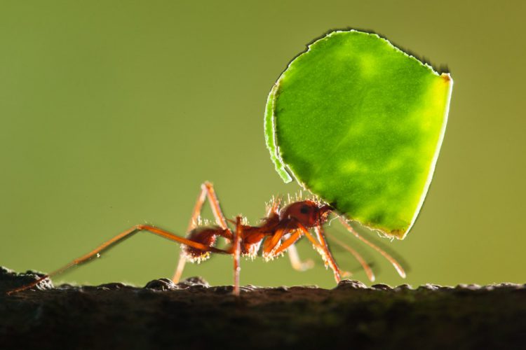 10 Jan 2012, Costa Rica --- Costa Rica, Carate, Leafcutter Ant (Atta colombica) carrying leaf back to nest in tropical rainforest along Osa Peninsula --- Image by © Paul Souders/Corbis