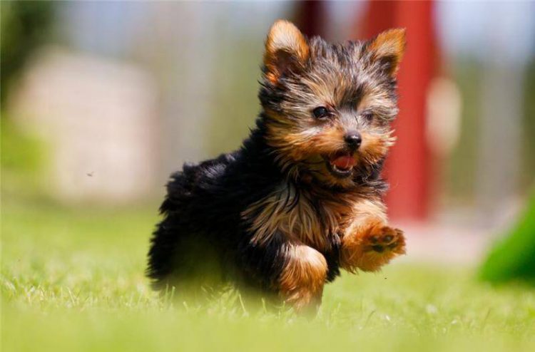 10 самых маленьких пород собак – рейтинг 2020