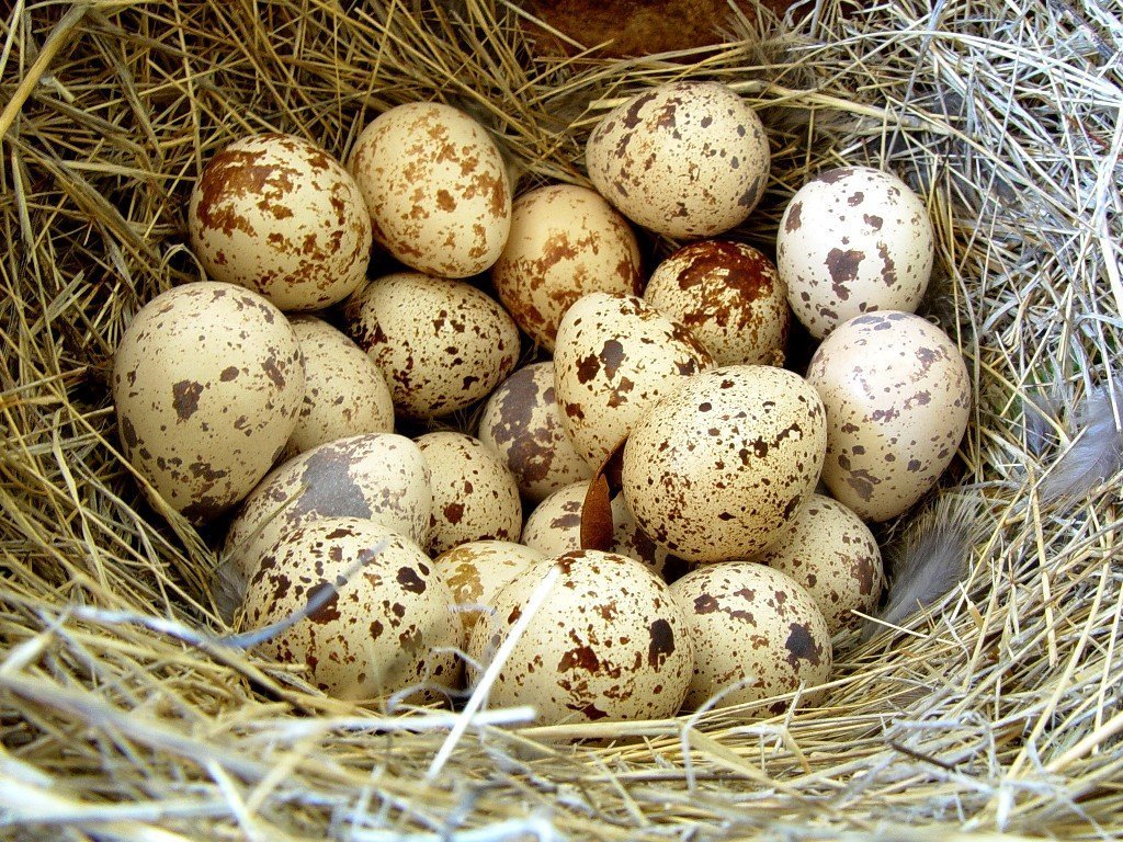 Яйца птиц фото с названиями птиц на русском