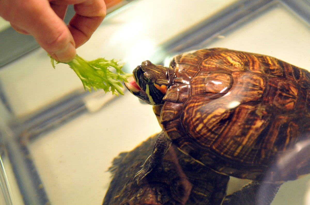 Кормление красноухой черепахи в домашних