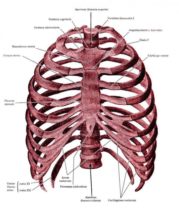 Сколько ребер у человека у женщин. Грудная клетка анатомия и 2 ребра. Скелет грудной клетки Грудина. Грудная клетка анатомия 10 ребро. Строение грудины и рёбер, грудная клетка анатомия.