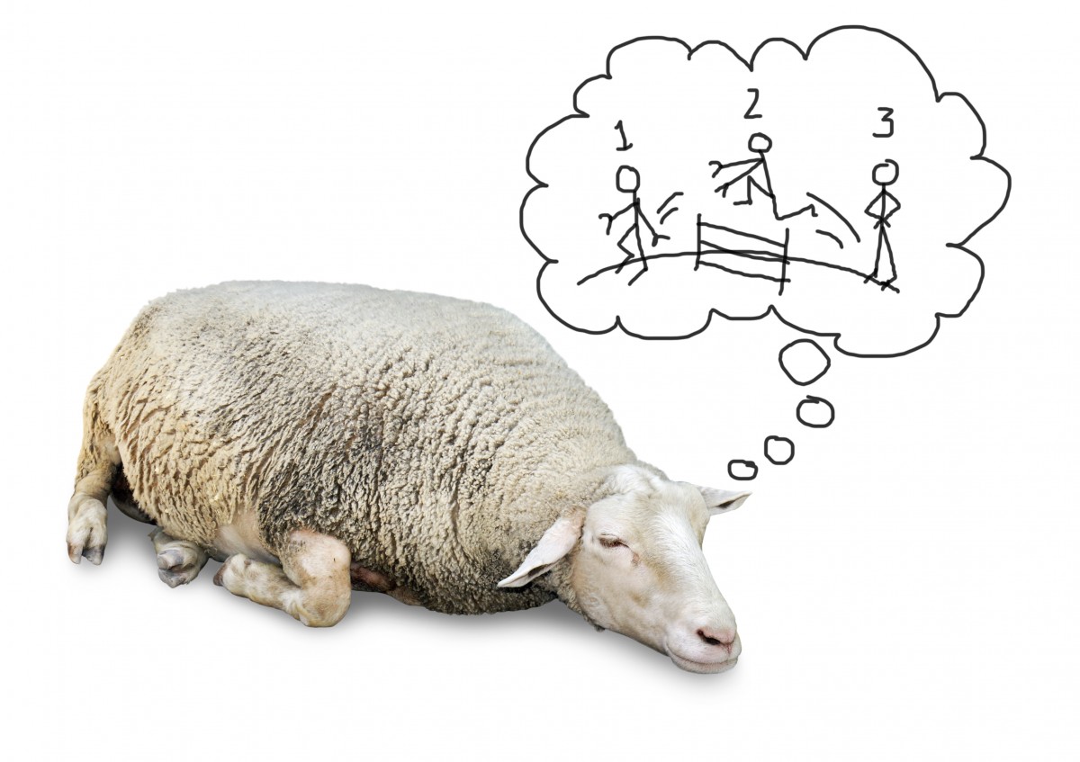 Считание овец