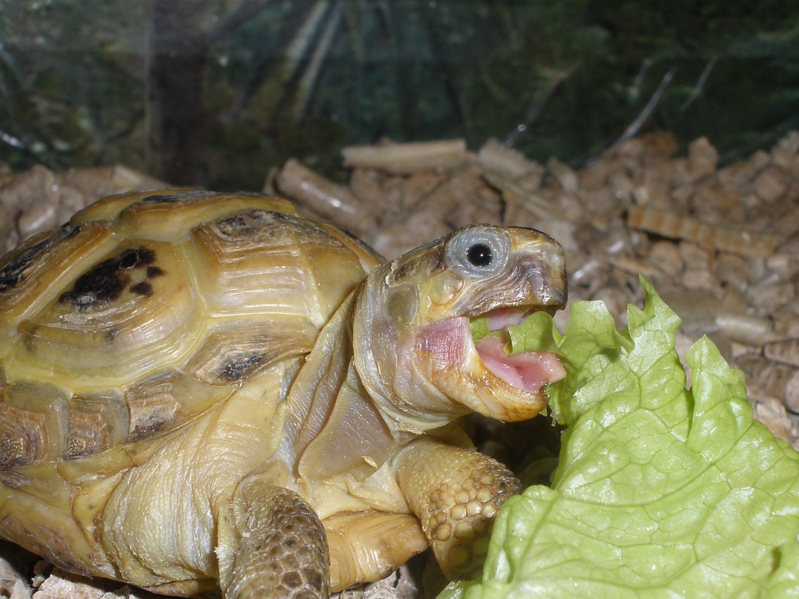 Чем кормить черепаху в домашних условиях сухопутную. Красноухая черепаха сухопутная. Среднеазиатская черепаха ареал. Среднеазиатская черепаха ожирение. Среднеазиатская черепаха питание.