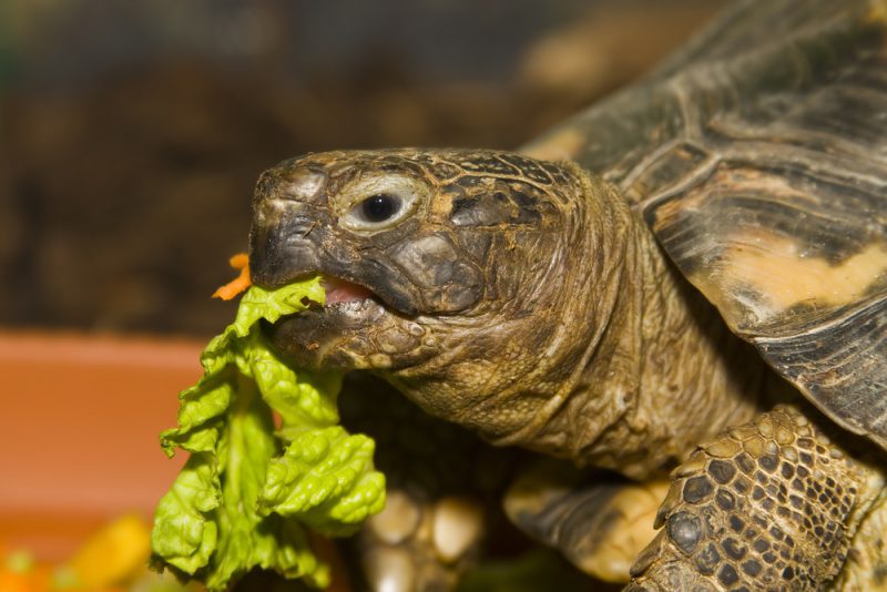 Чем кормить черепах сухопутных в домашних условиях список