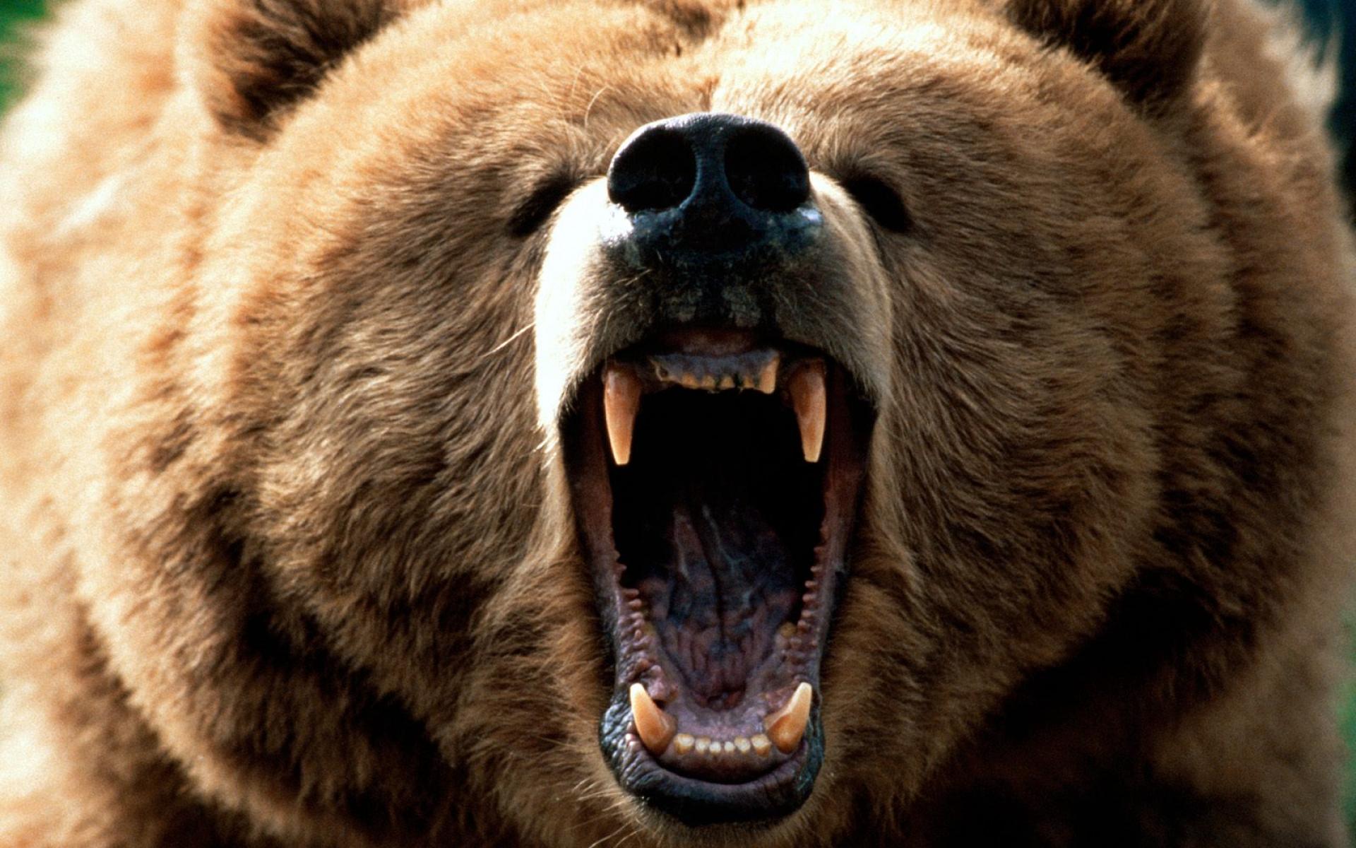 Медведь Гризли нападение