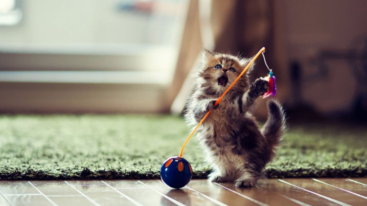 игра с котенком