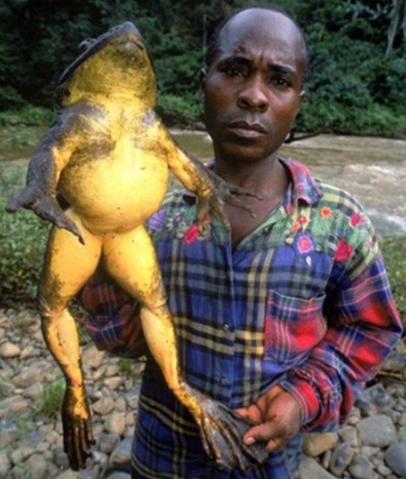 Фото самая большая лягушка в мире фото