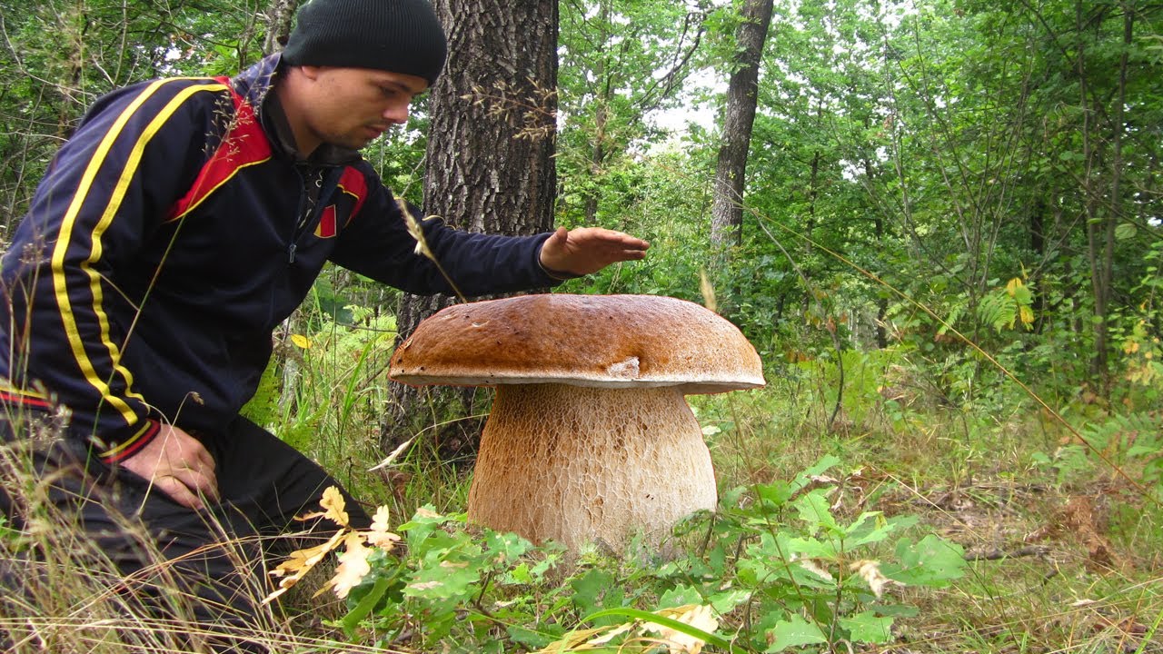 В каком месяце можно собирать. Гигантский белый гриб. Большие белые грибы. Самый большой белый гриб. Самые большие грибы.