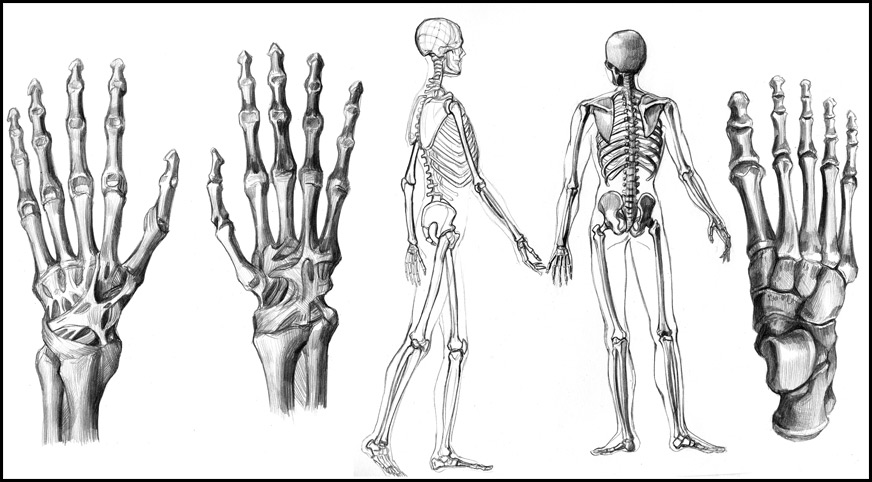 Рисовать кости человека - 88 фото