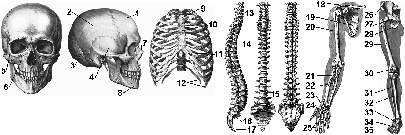На рисунке цифрами 1 2 3 обозначены соответственно кости