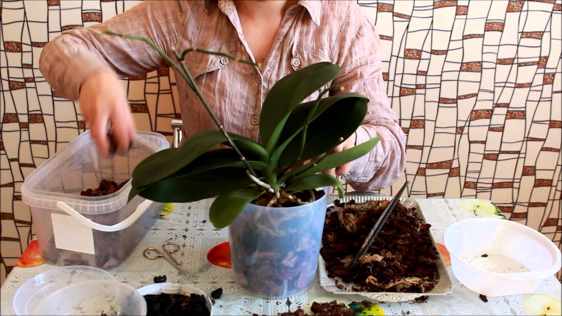 Можно пересадить цветущую орхидею в домашних условиях. Орхидея Камбрия полив. Пересадка орхидеи фаленопсис. Фаленопсис пересадка. Орхидея фаленопсис перевалка.