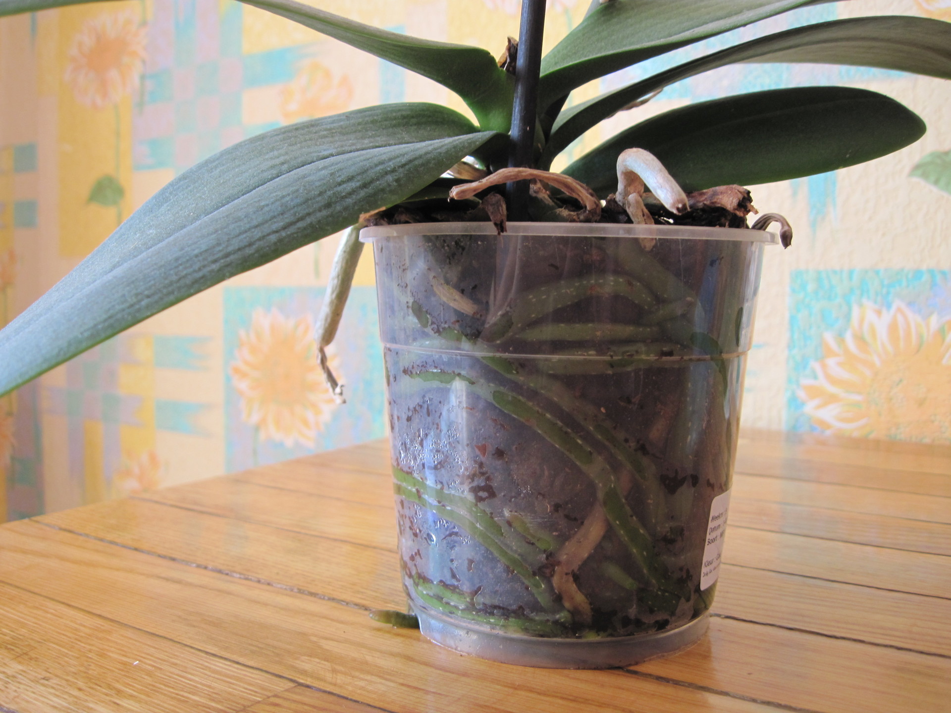 Как правильно обрезать орхидею после цветения в домашних условиях фото пошаговое