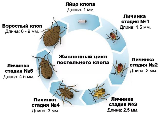 Разновидности клопов домашние фото и названия