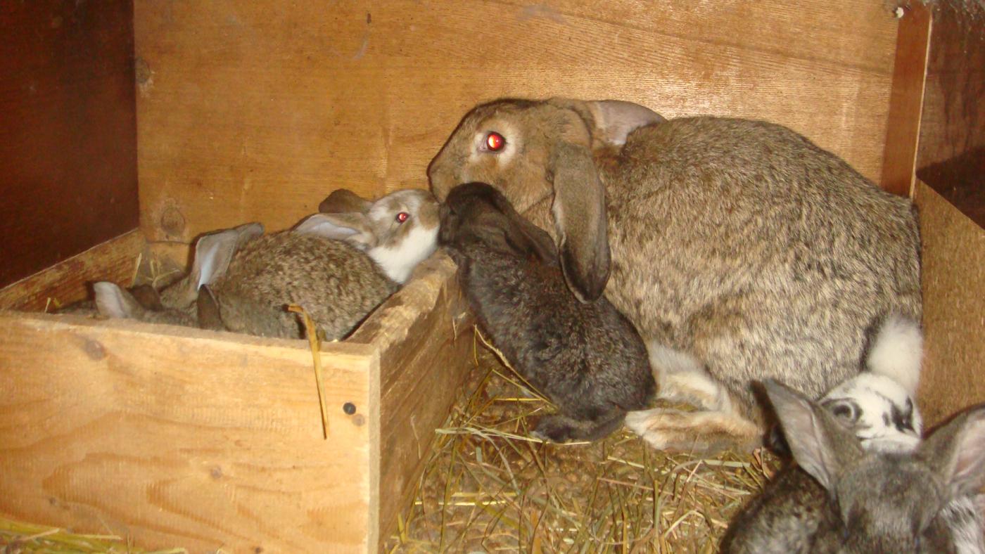 Почему крольчиха съедает крольчиха. Сарай для кроликов. Кормление кроликов.