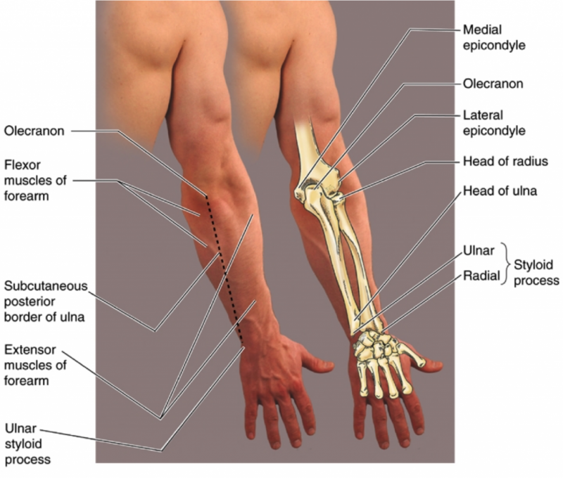 Плечо и предплечье у человека анатомия фото
