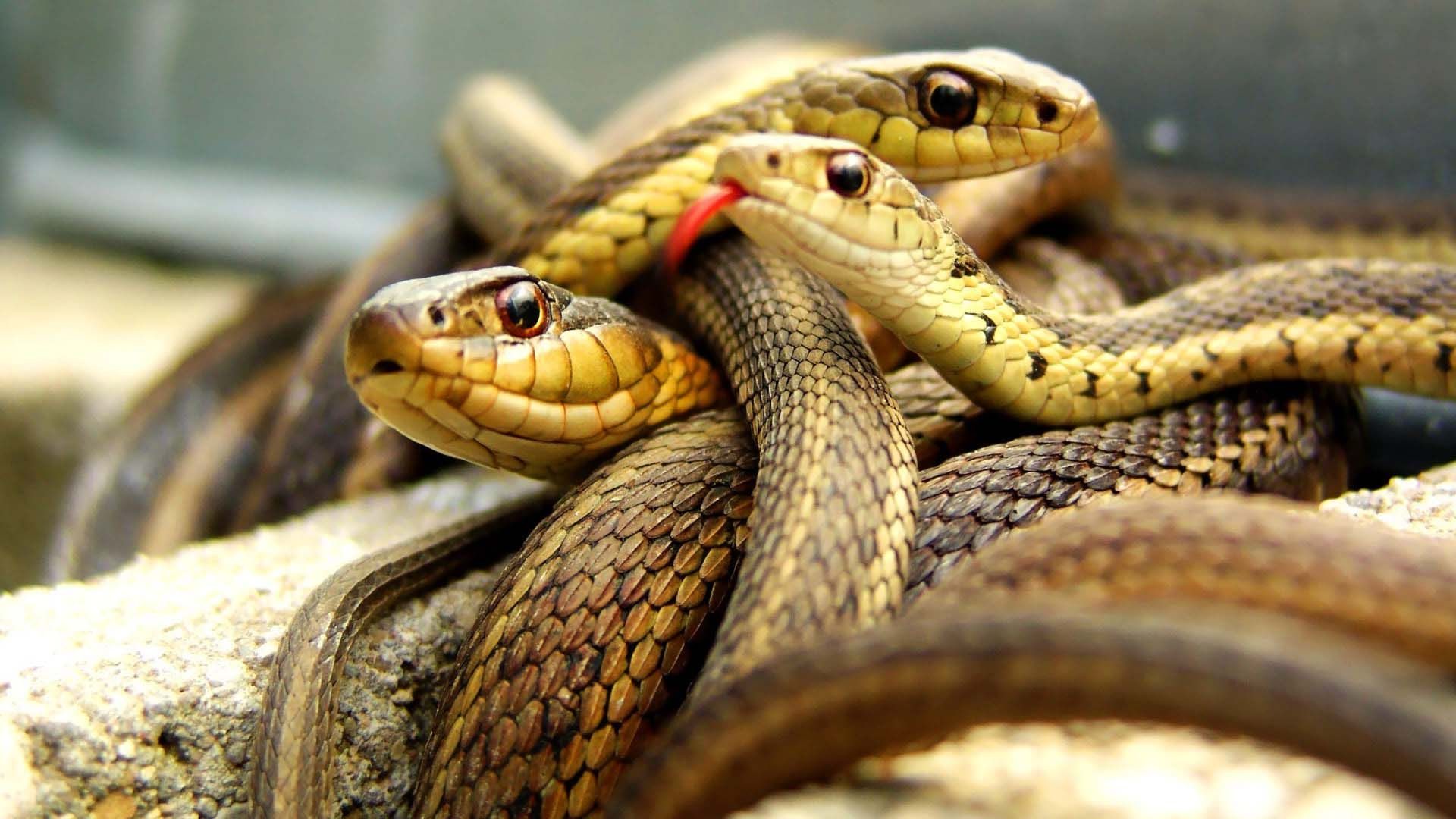 Как определить змею по фото