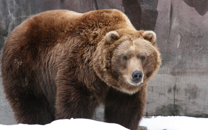 Какой медведь самый большой в мире. Смотреть фото Какой медведь самый большой в мире. Смотреть картинку Какой медведь самый большой в мире. Картинка про Какой медведь самый большой в мире. Фото Какой медведь самый большой в мире