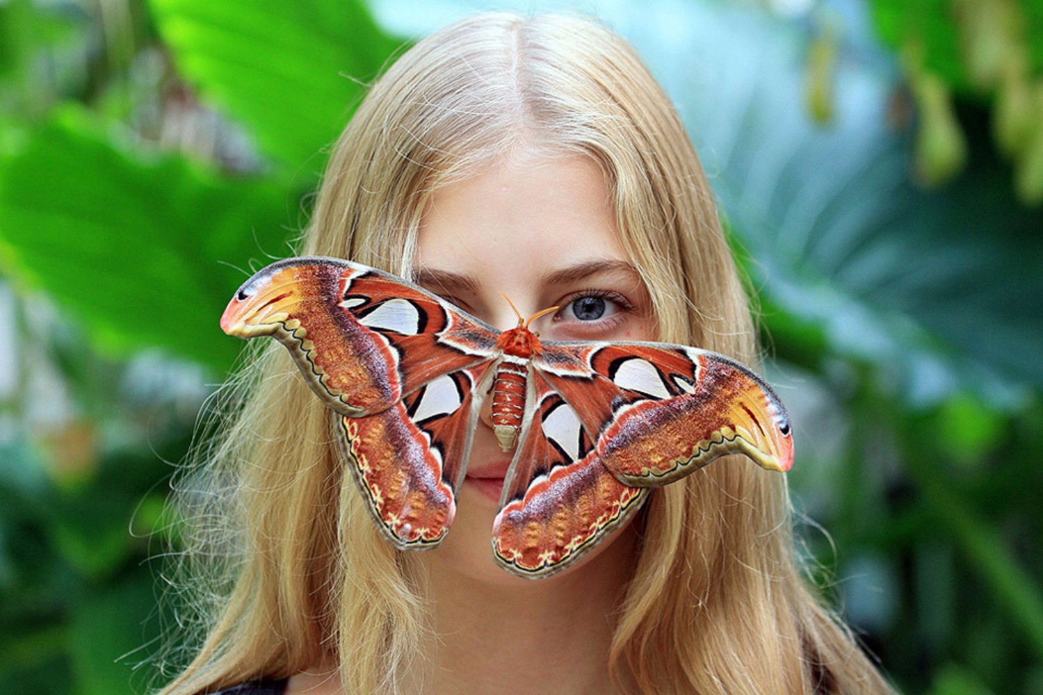 Крупные бабочки фото. Павлиноглазка атлас. Павлиноглазка атлас Attacus Atlas. Бабочка Павлиноглазка атлас. Attacus Atlas бабочка.