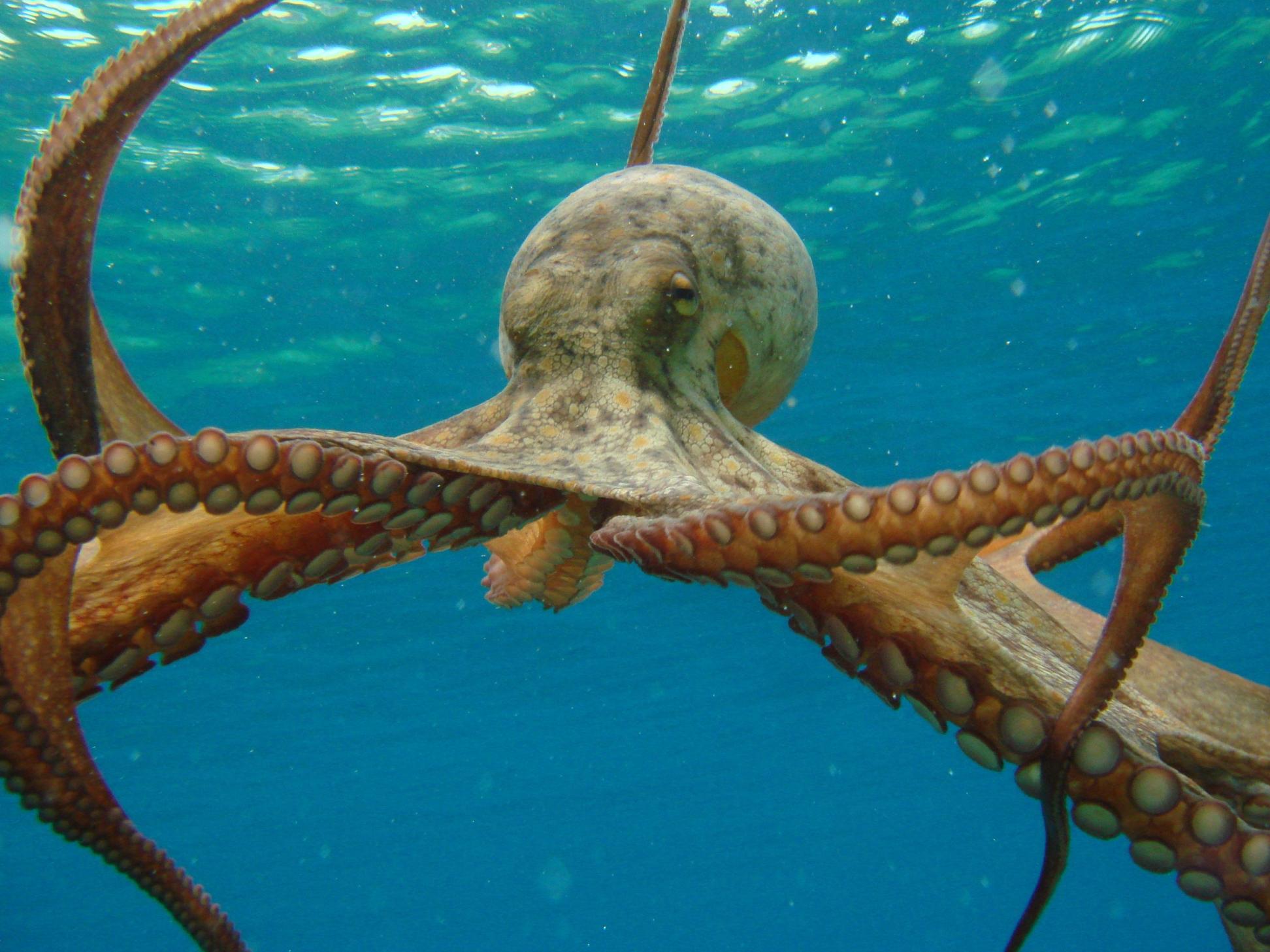 Гигантский осьминог фото