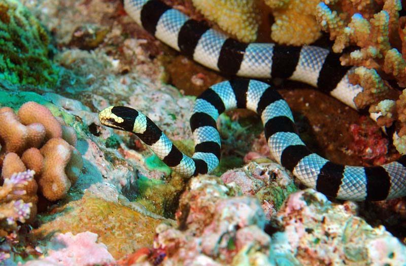 Морская змея фото в красном море
