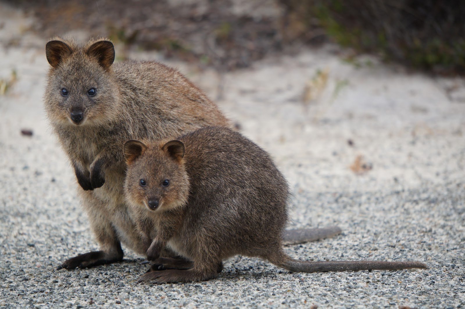 Сумчатые животные австралии фото с названиями